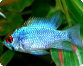 Ram - Electric Blue - 1-2 inch